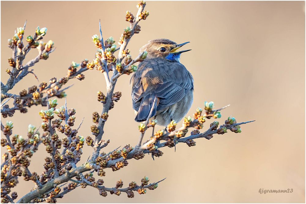 Weißsterniges Blaukehlchen (Luscinia svecica cyanecula) ....