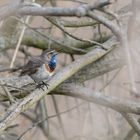 Weißsterniges Blaukehlchen (Luscinia svecica cyanecula)