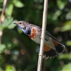 Weißsterniges Blaukehlchen (Luscinia svecica cyanecula)