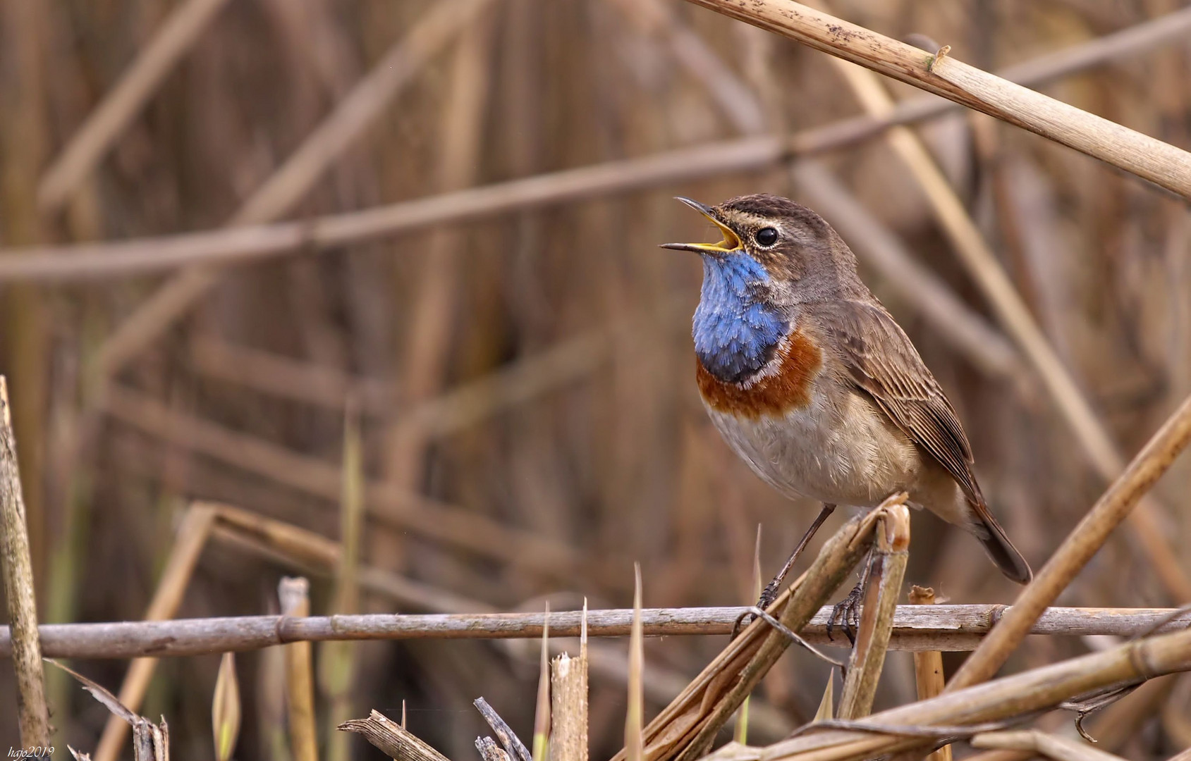   Weißsterniges Blaukehlchen (Luscinia svecica cyanecula) 