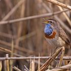   Weißsterniges Blaukehlchen (Luscinia svecica cyanecula) 