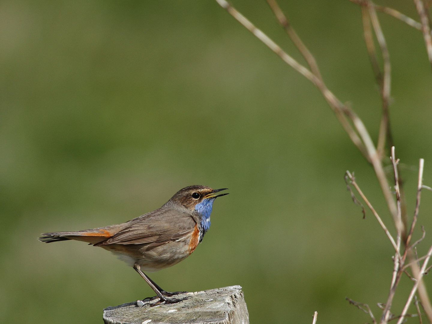 Weißsterniges Blaukehlchen (Luscinia svecica cyanecula) II