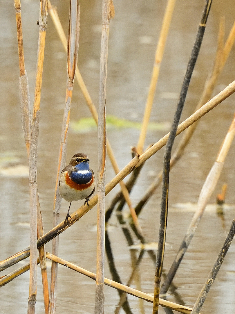 Weißsterniges Blaukehlchen (Luscinia svecica cyanecula) im Prachtkleid