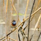 Weißsterniges Blaukehlchen (Luscinia svecica cyanecula) im Prachtkleid