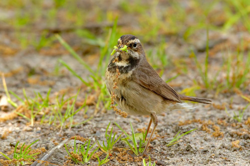 Weißsterniges Blaukehlchen (Luscinia svecica), Weibchen