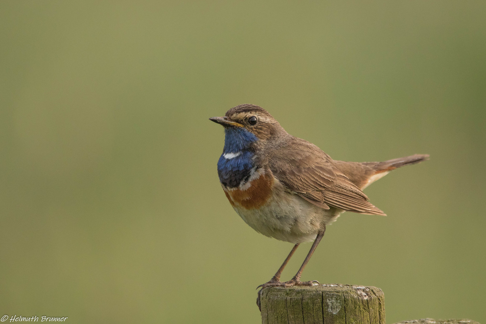 Weißsterniges Blaukehlchen (männl.)