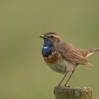 Weißsterniges Blaukehlchen (männl.)