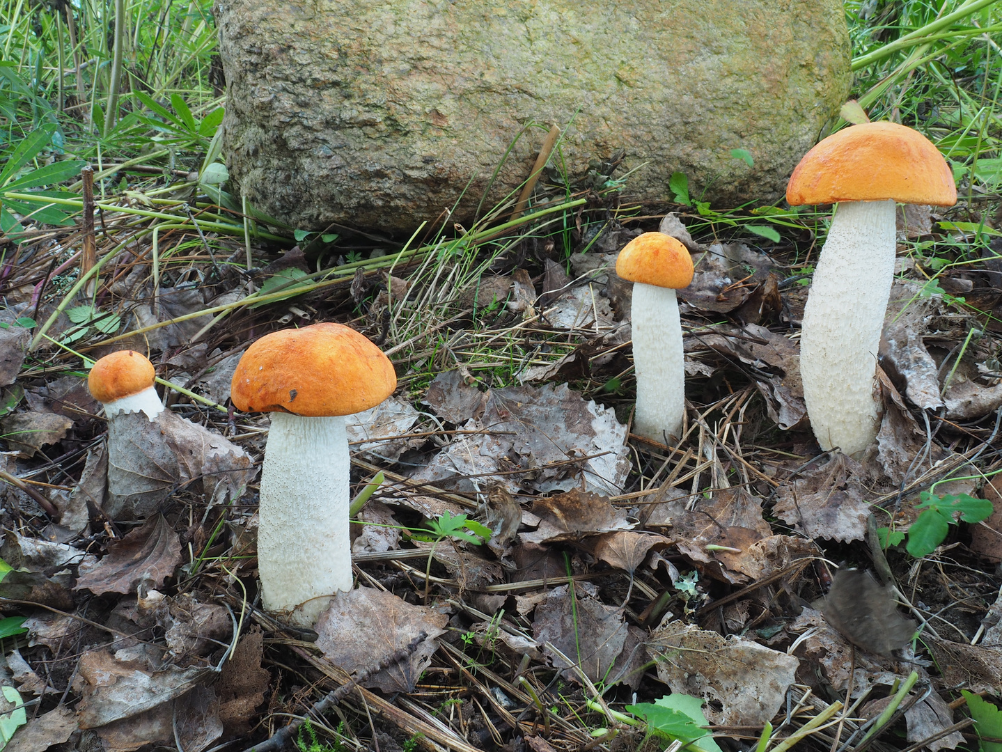 Weißstielige Rotkappe  (Leccinum leucopodium)