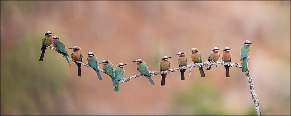 Weißstirn Bienenfresser
