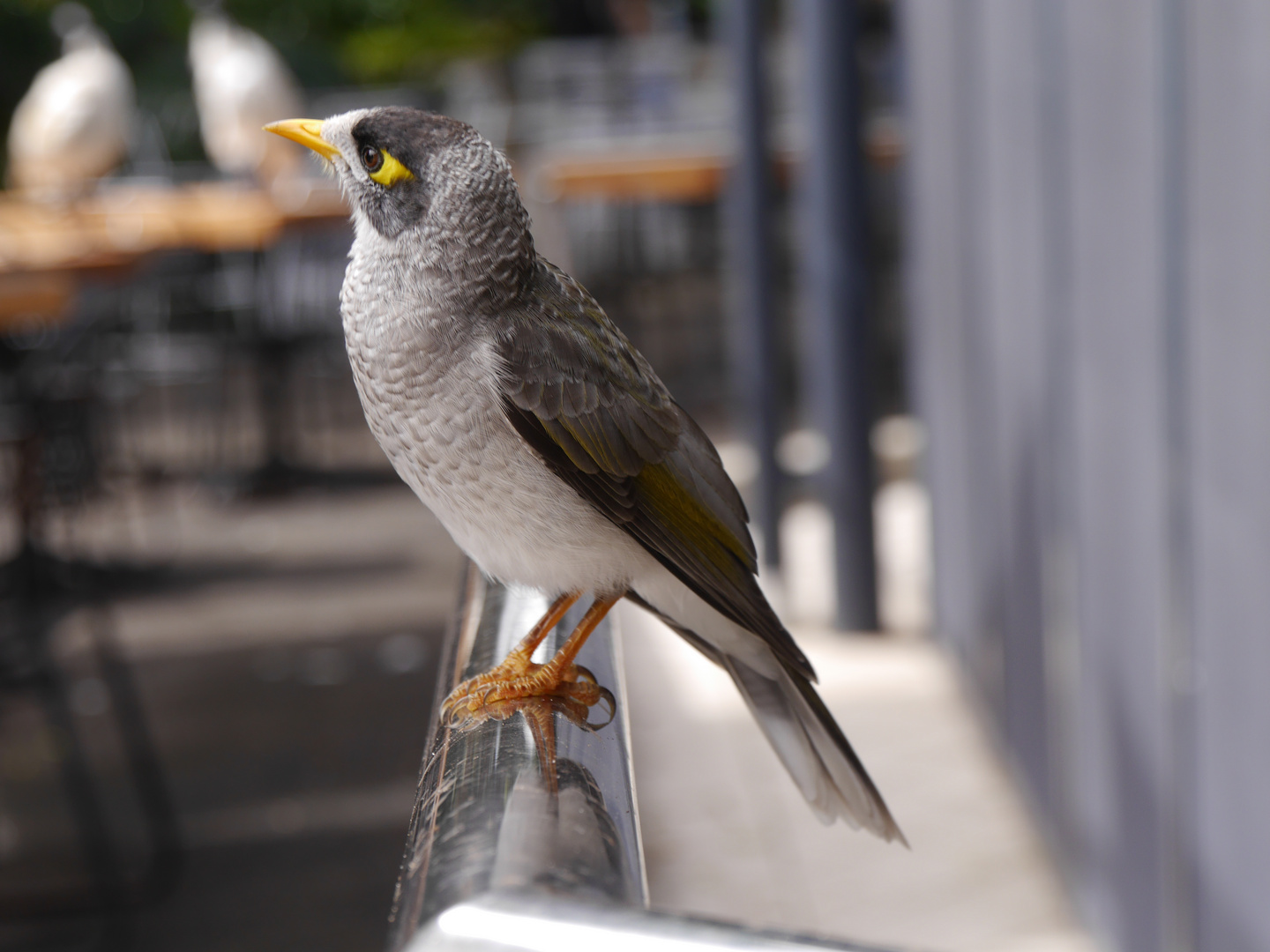 Weißstirn-Schwatzvogel 