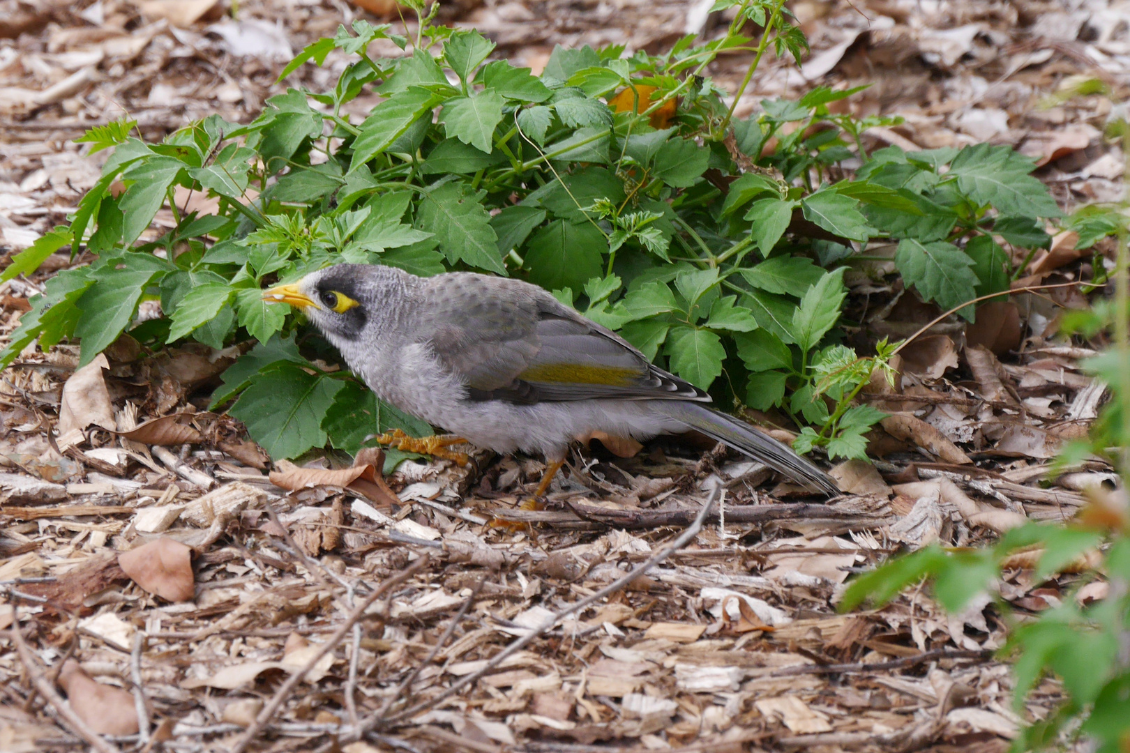 Weißstirn-Schwatzvogel  -  Noisy Miner