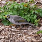 Weißstirn-Schwatzvogel  -  Noisy Miner