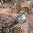 Weißstirn-Schwatzvogel  -  Noisy Miner