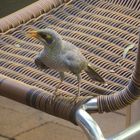 Weißstirn-Schwatzvogel  -  Noisy Miner