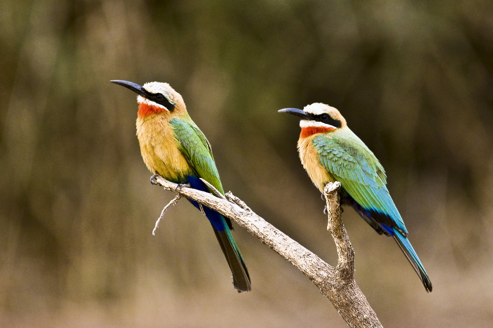 Weißstirnbienenfresser - Merops bullockoides