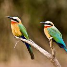 Weißstirnbienenfresser - Merops bullockoides