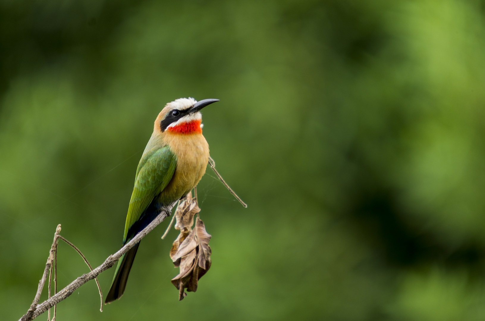 Weißstirnbienenfresser (Merops bullockoides)