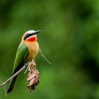 Weißstirnbienenfresser (Merops bullockoides)