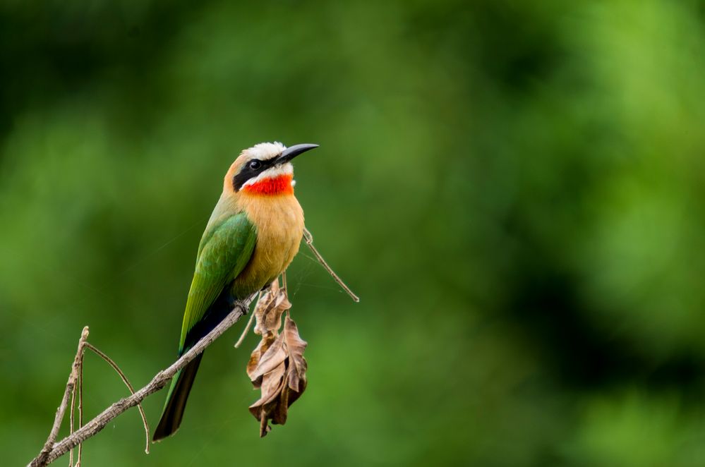 Weißstirnbienenfresser (Merops bullockoides)