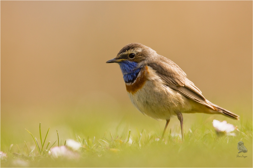 Weissstirniges Blaukehlchen