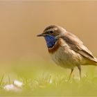 Weissstirniges Blaukehlchen