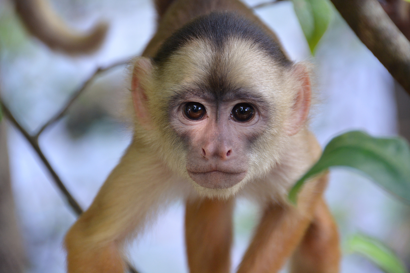 Weißstirnkapuziner (Cebus albifrons), Naturschutzgebiet Mamirauá, Brasilien