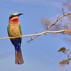 Weißstirnspint (bee-eater)