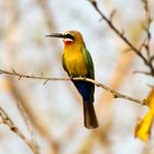 Weißstirnspint (M. bullockoides), Tanzania, Selous NP