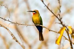 Weißstirnspint (M. bullockoides), Tanzania, Selous NP