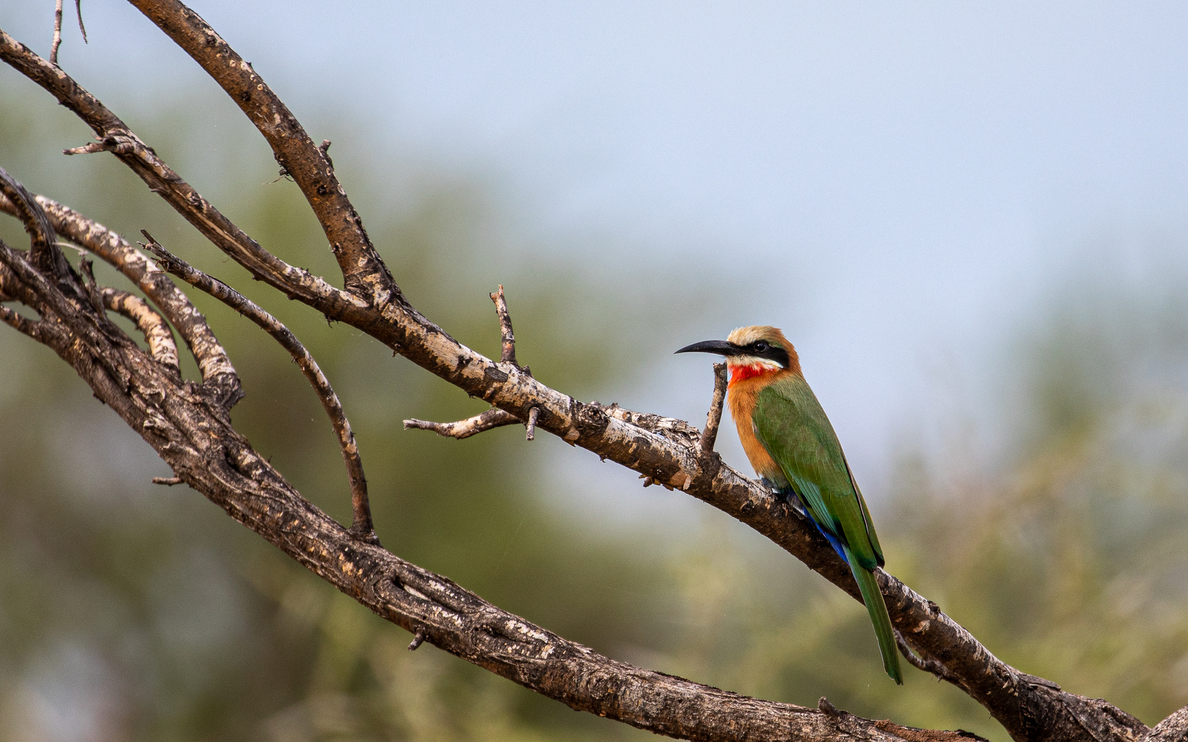 Weißstirnspint, White-fronted Bee-eater