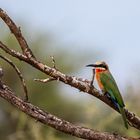 Weißstirnspint, White-fronted Bee-eater