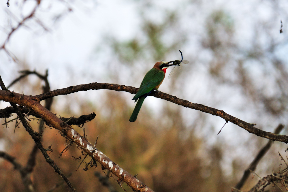 Weißstirnspint / White-fronted Bee-eater (Merops bullockoides)