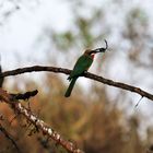 Weißstirnspint / White-fronted Bee-eater (Merops bullockoides)