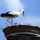 Weißstörche am Nest