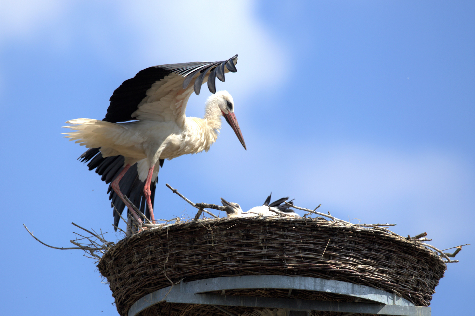 Weißstörche am Nest