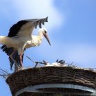 Weißstörche am Nest