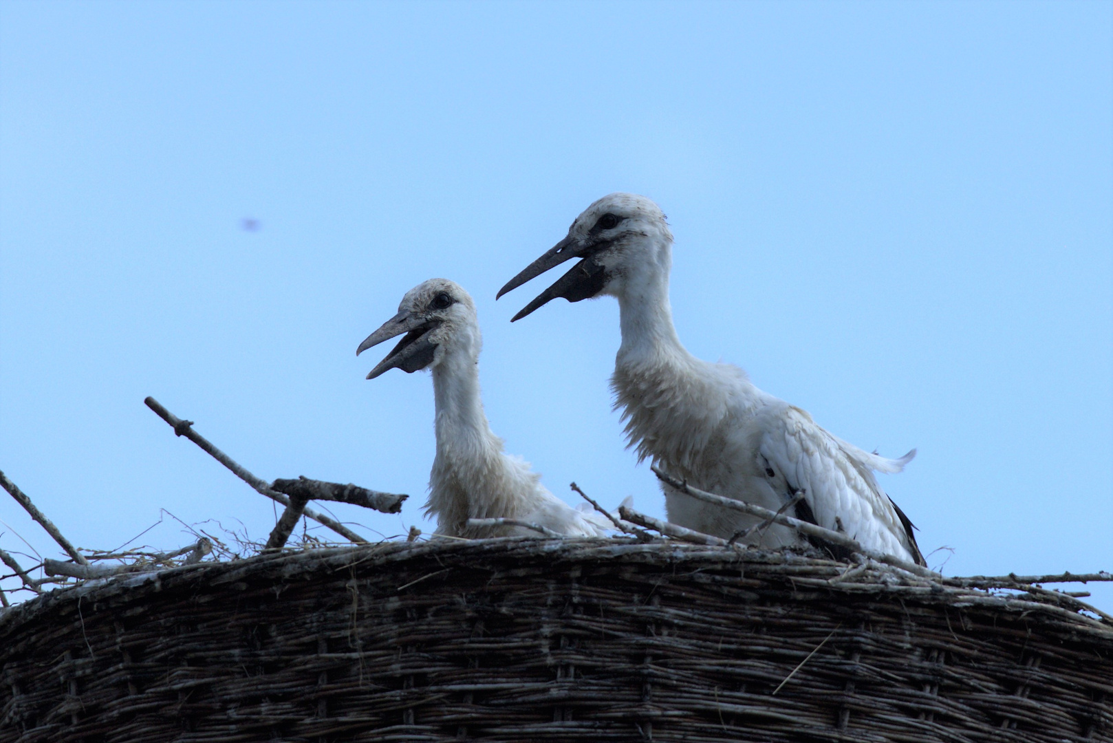 Weißstörche am Nest