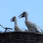 Weißstörche am Nest