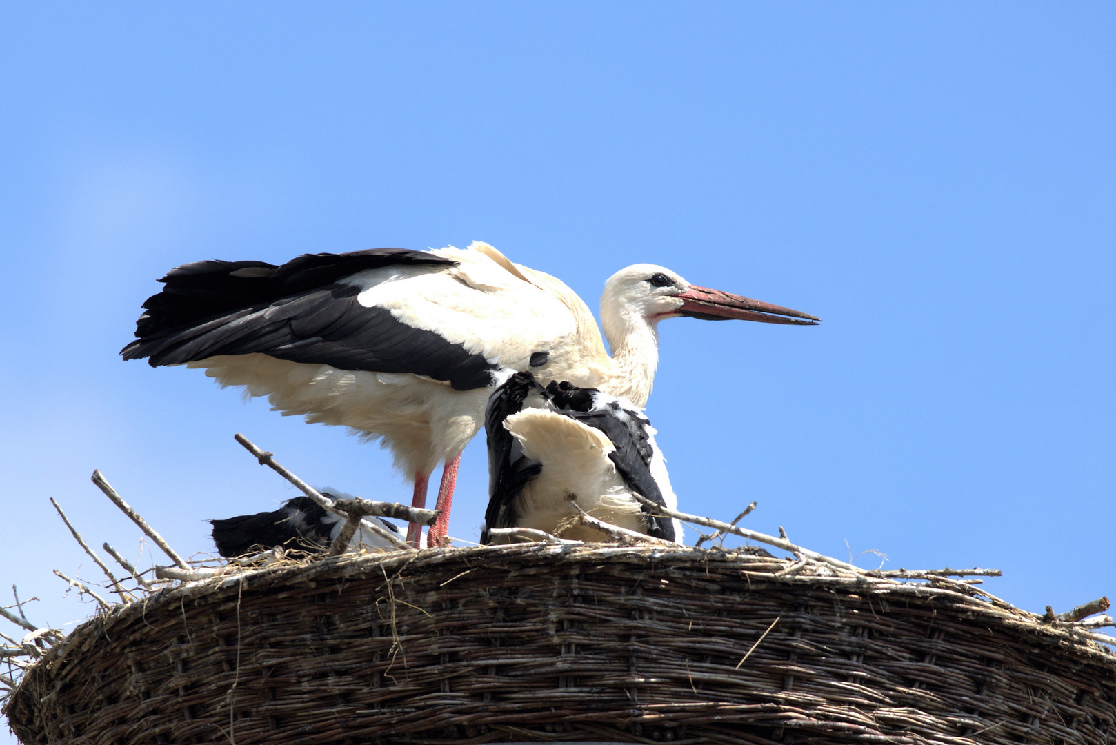 Weißstörche am Nest