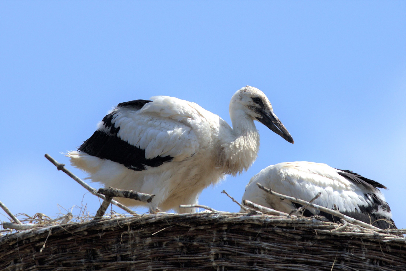 Weißstörche am Nest