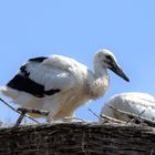 Weißstörche am Nest