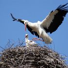 Weißstörche am Nest