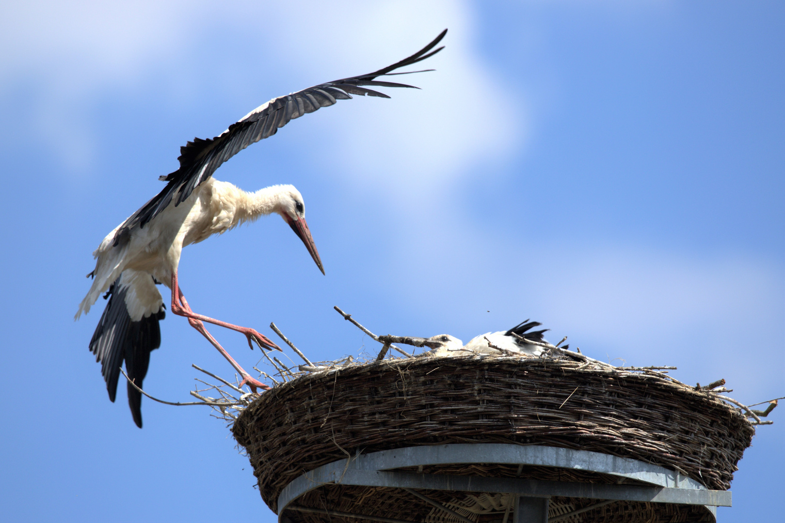 Weißstörche am Nest