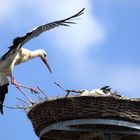 Weißstörche am Nest