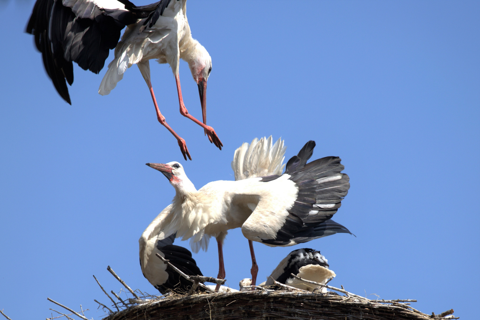 Weißstörche am Nest