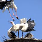 Weißstörche am Nest