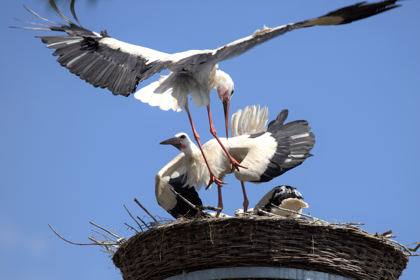 Weißstörche am Nest