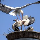 Weißstörche am Nest