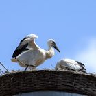 Weißstörche am Nest