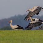 Weißstörche auf Durchreise